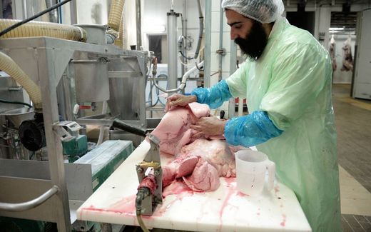 A man checks the lungs of a bovine animal after a Kosher ritual slaughter, in Haguenau, eastern France. Photo AFP, Frederick Florin