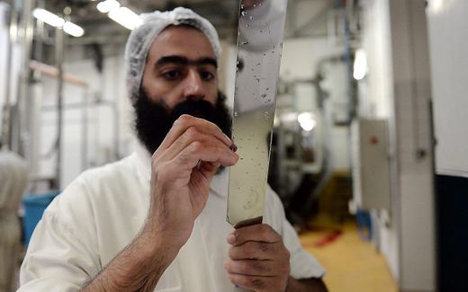 Sharp enough? For shechita, the blade must be without any burrs. Despite of that, kosher slaughter is getting more and more controversial. Photo AFP, Frederick Florin