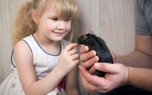 A child looking at a tame rat. Children often like everything soft and furry. Photo iStock
