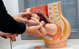 A model of how a baby is located in the womb. Photo ANP, Ilvy Njiokoktjien

