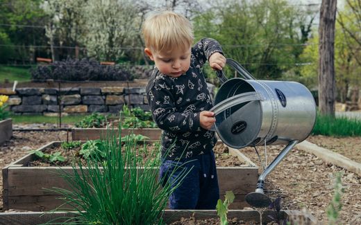 A child watering plants in the garden. Image not related to article. Photo Unsplash, Filip Urban 