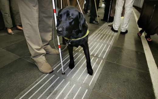 Blind person with his guide dog. Photo ANP, Ed Oudenaarden
