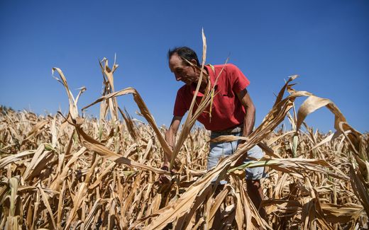 Italian farmer inspects the damage to his corn field due to a severe drought in Spino d'Adda. Photo AFP, Piero Cruciatti

