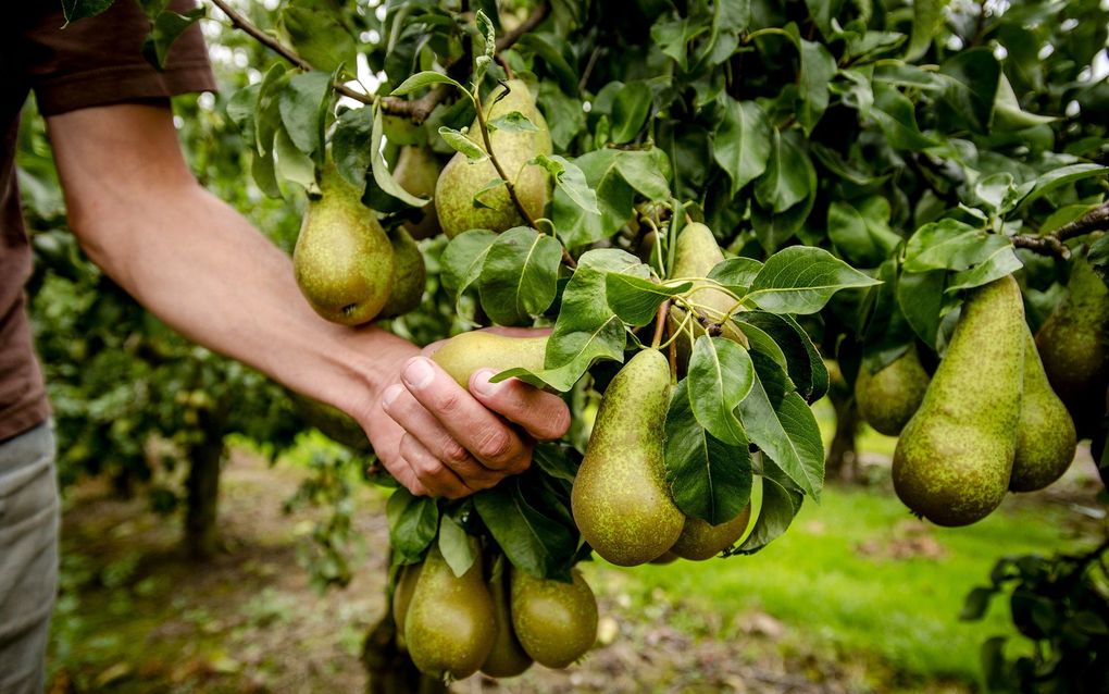 Mother's column – learn from the pear tree