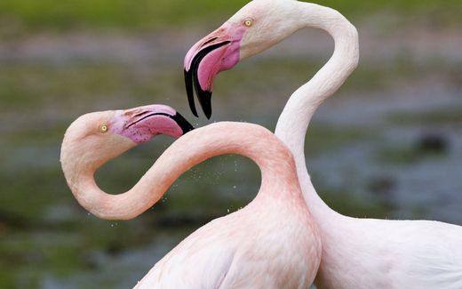 Greater flamingos are seen on Valentine's Day in a zoo. Photo EPA, Abir Sultan