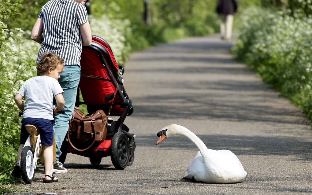 Dutch MP calls for the constitutional protection of the family 