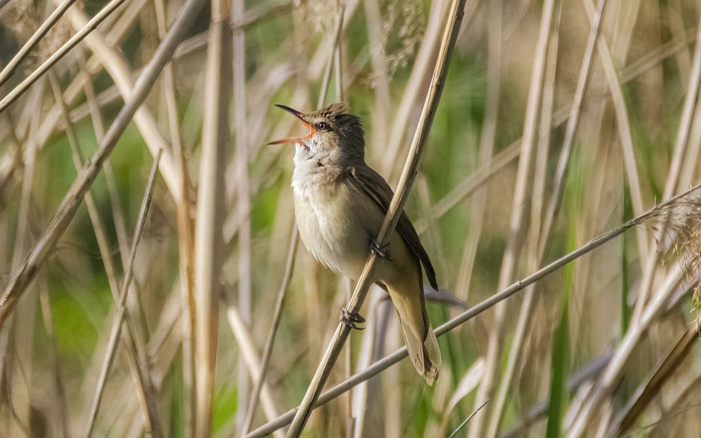 Mother's column – singing like a bird 