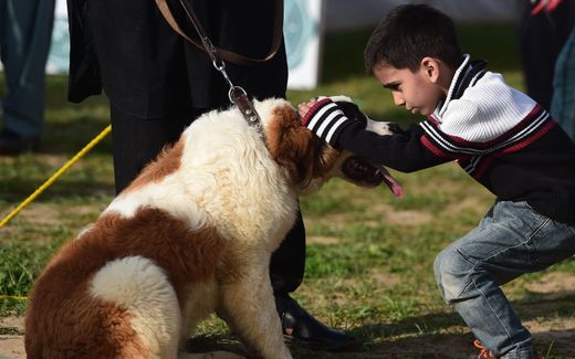 Owning a pet can help reduce blood pressure, stress, anxiety and depression as in kids so as in people of all ages. Photo AFP, Farooq Naeem