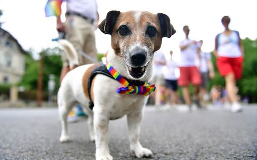 Dog at Gay Pride in Budapest, July 2021. Photo AFP, Gergely Besenyei