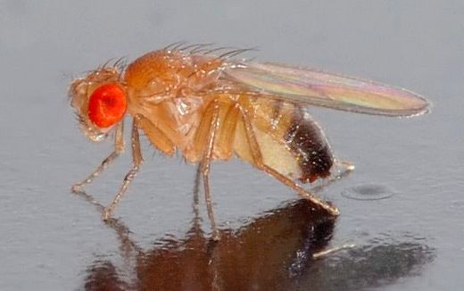 Drosophila. Photo Wikipedia, André Karwath aka Aka