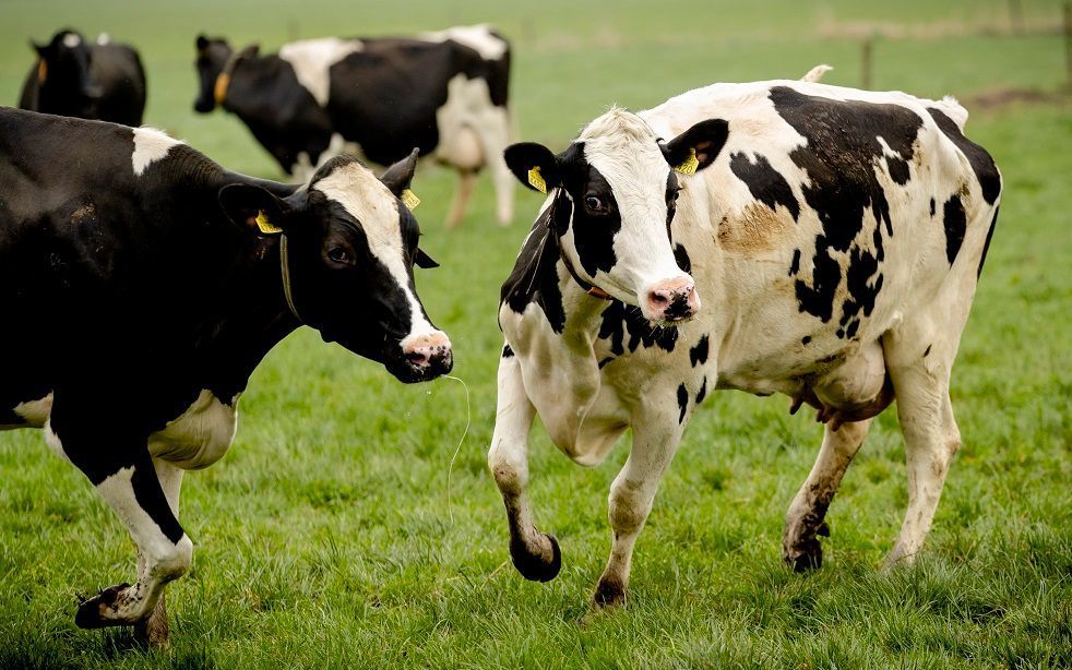 Dutch Christian Democrats want less cattle 